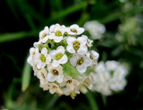 Head Of Small White Flower