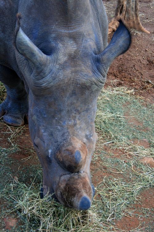 Head Of White Rhinoceros