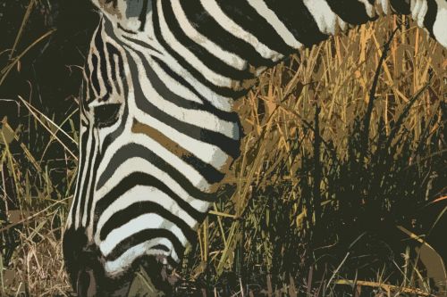 Head Of Zebra Cutout