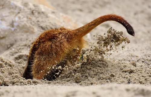 head stuck in the sand  figure of speech  meerkat