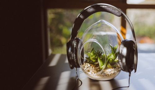 headphones peaceful plant