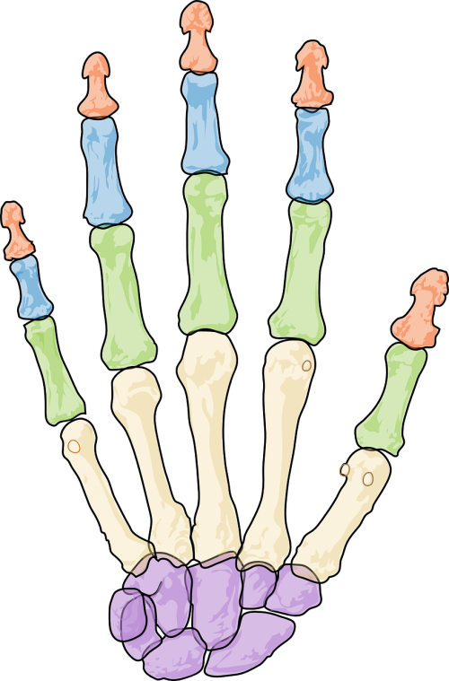 health skeleton human