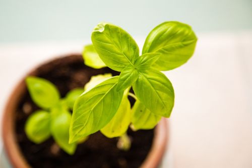 healthy plant pot