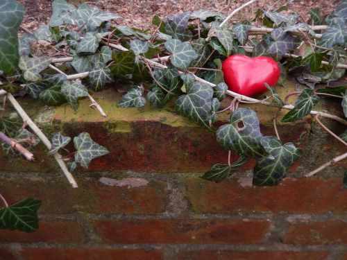 heart wall ivy