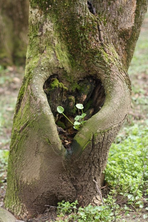 heart tree love