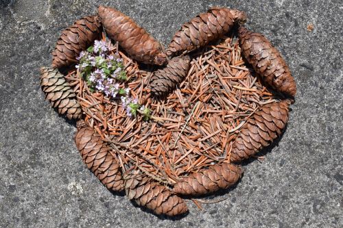 heart pine cones tap