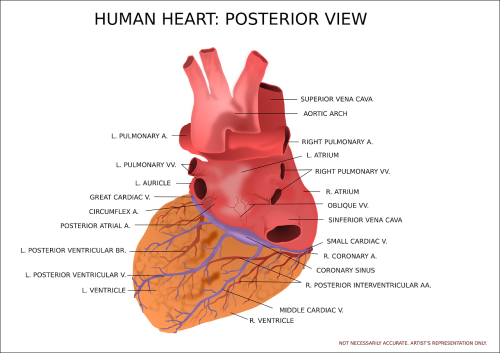 heart ventricle organ