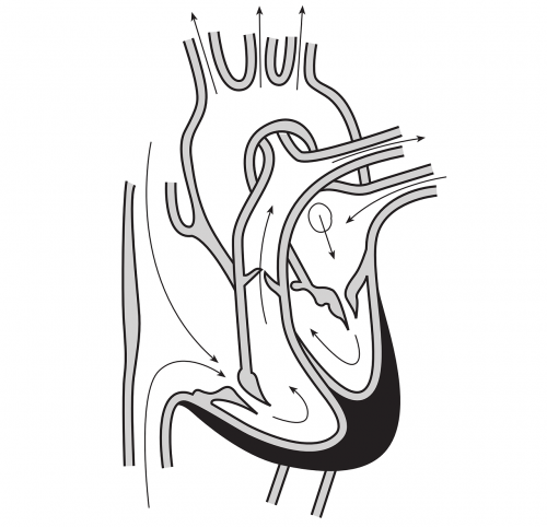 heart blood flow arteries