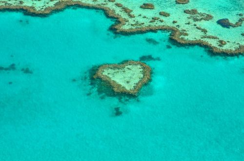 heart coral australia