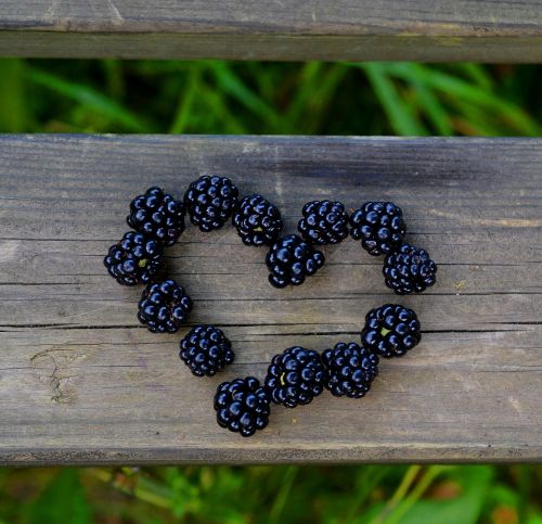 heart blackberries love