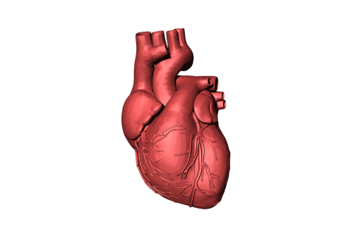 heart blood organ
