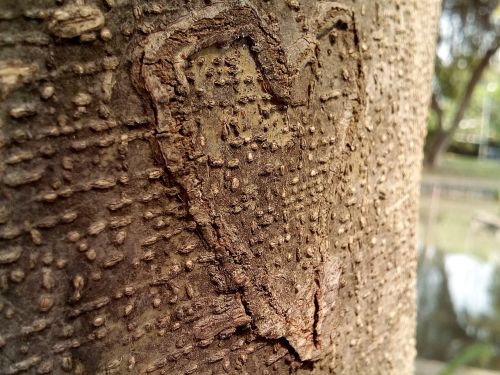 heart tree bark