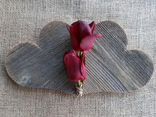 heart tulips love