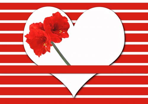 heart amaryllis stripes