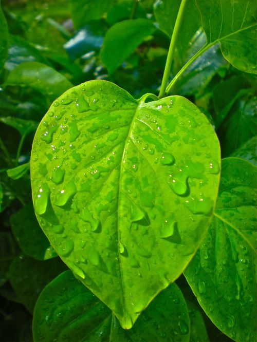 heart leaf green