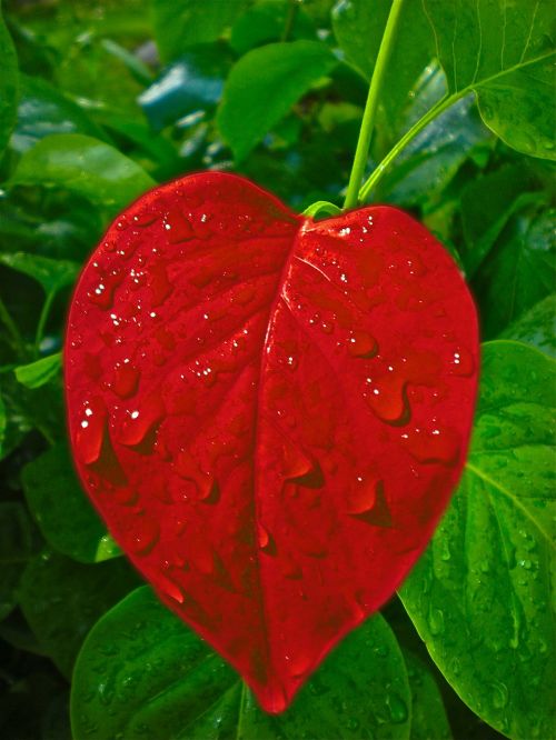 heart leaf love