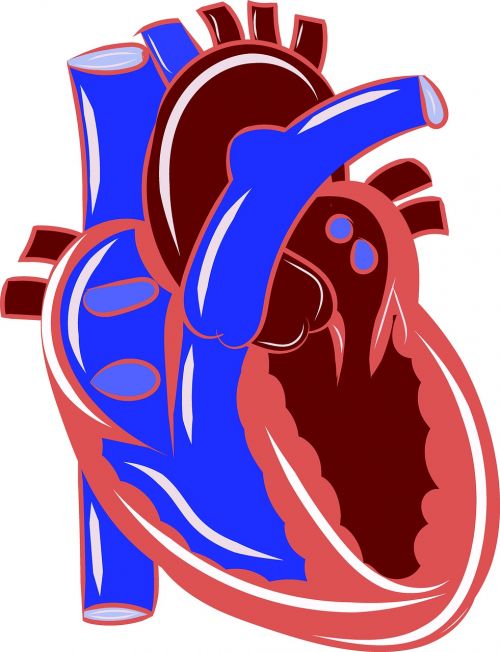 heart anatomy circulatory