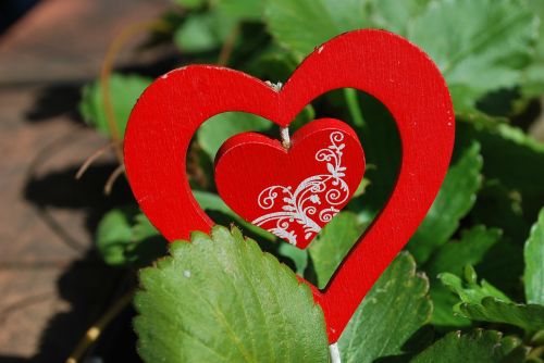 heart strawberries plant