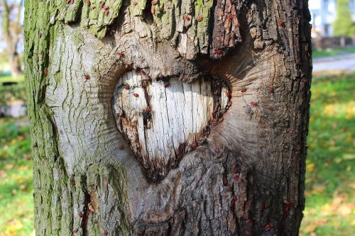 heart tree nature