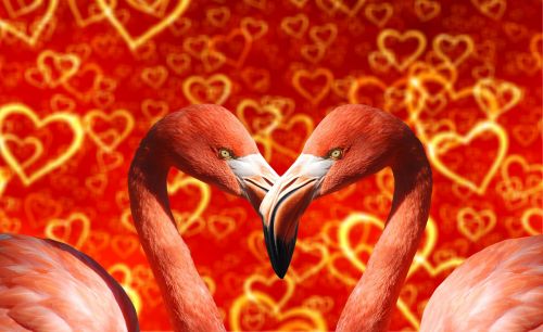 heart flamingo bill