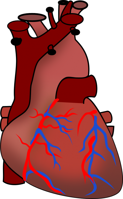 heart anatomy circulation