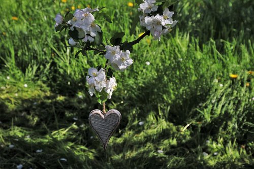 heart  ornament  spring