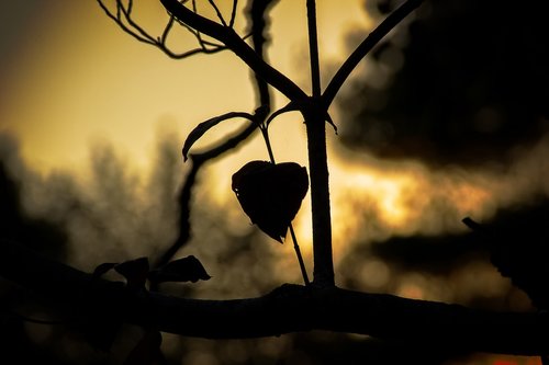 heart  tree  love