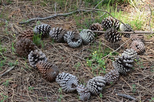 heart  nature  pine