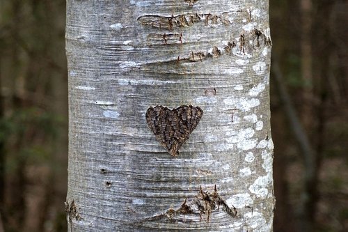 heart  tree bark  love