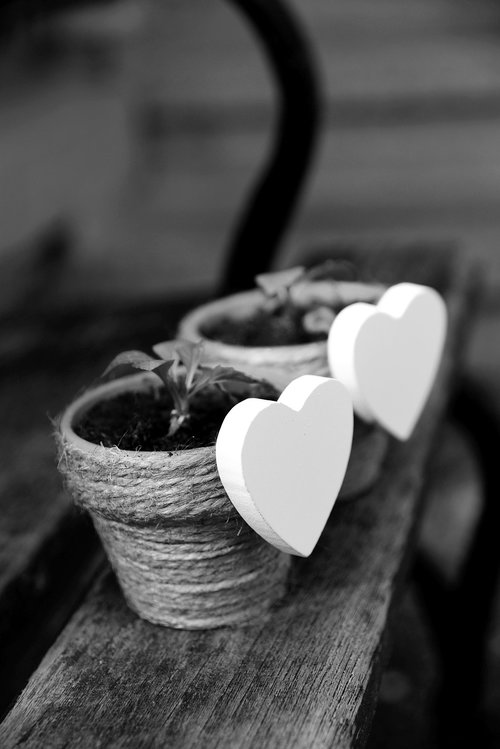 heart  white heart  flowerpot