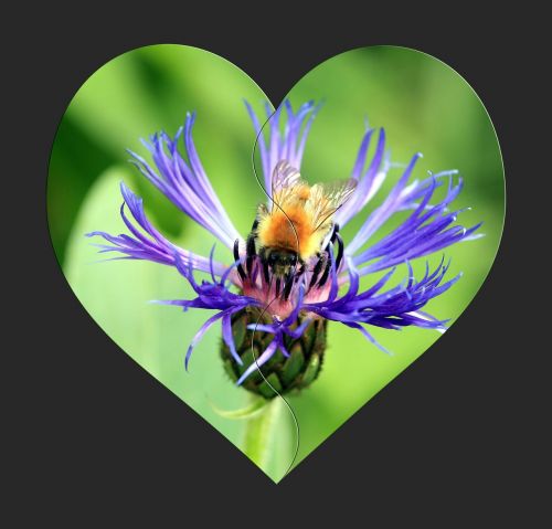 heart flower bee