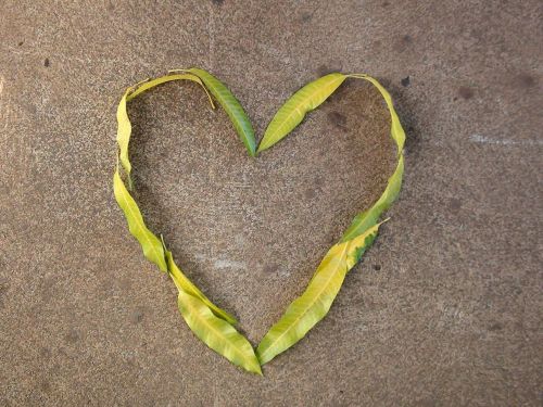 heart leaves nature