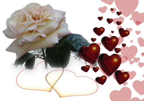 heart love rose