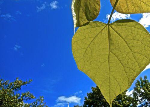 heart green leaf