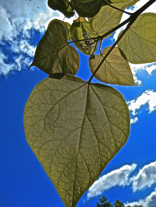 heart green leaf