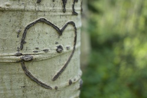heart aspen tree