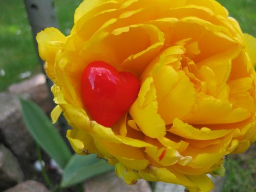 heart tulip decoration