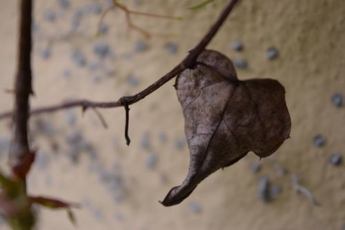 heart leaf nature