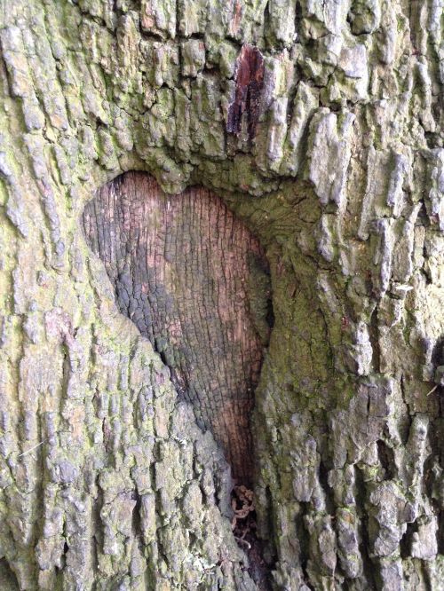 heart tree trunk