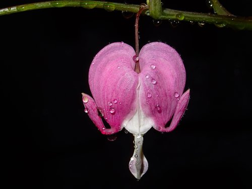 heart flower  drip  pink