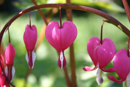 heart of mary  nature  flowers