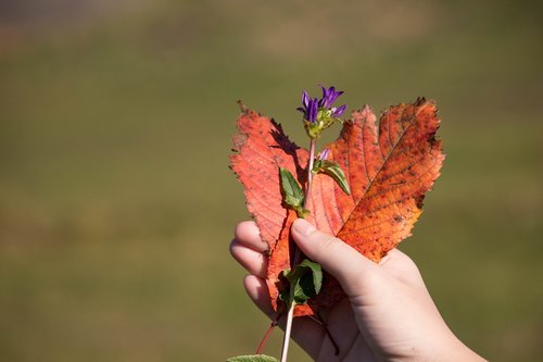 heart shape  autumn leaves  purple flower