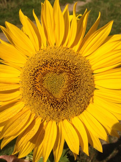 Heart Sunflower