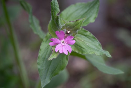 heath orchid  pointed flower  blossom