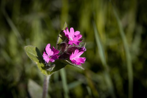 heath orchid  flower  pointed flower