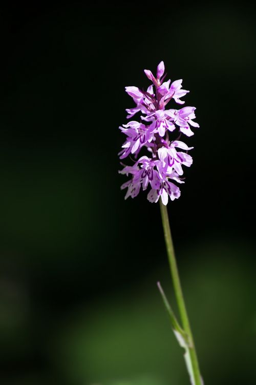 heath spotted orchid orchid patch fingerwurz