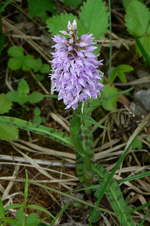 heath spotted orchid orchid protected plant