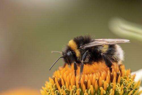 heath-the bumble bee  kryptarum-the bumble bee  hymenoptera