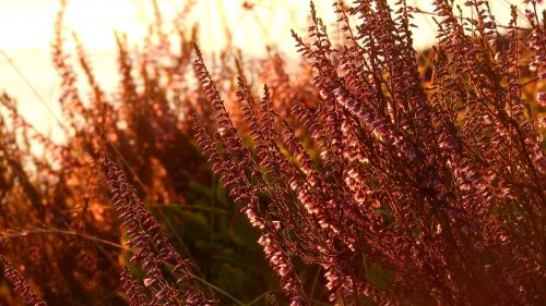 heather ericaceae