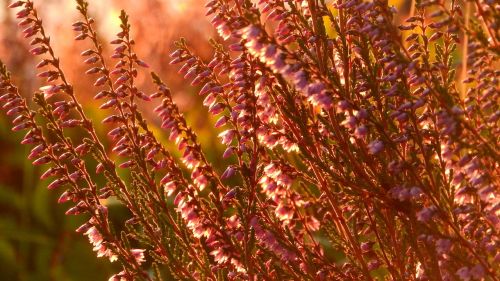 heather ericaceae flowers